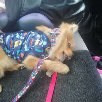 Набор аксессуаров для собак Barbaks S нейлон Разноцветный с бабочкой: отзыв пользователя. Зоомагазин Зоозавр