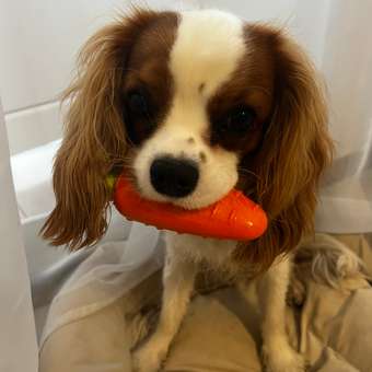 Игрушка для собак Barbaks Морковка пищит TPR 14см: отзыв пользователя. Зоомагазин Зоозавр