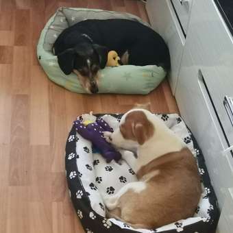 Лежанка для кошек и собак BIO-TEXTILES Звёзды серо-зелёный: отзыв пользователя. Зоомагазин Зоозавр