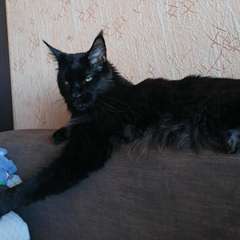 Фото отзыва 10843183