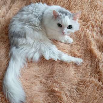 Корм для кошек Roybis 85г мясное ассорти кусочки в соусе для выведения комочков: отзыв пользователя. Зоомагазин Зоозавр