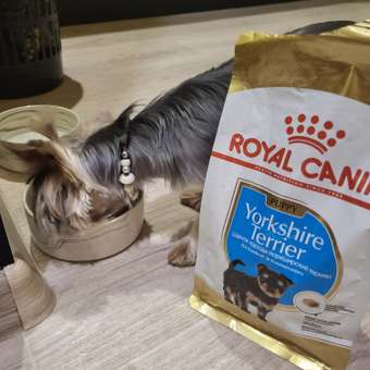 Корм для щенков ROYAL CANIN Junior породы йоркширский терьер 1.5кг: отзыв пользователя. Зоомагазин Зоозавр