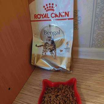 Корм сухой для кошек ROYAL CANIN 2кг Бенгальских: отзыв пользователя. Зоомагазин Зоозавр