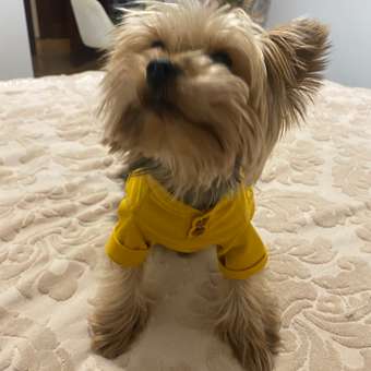 Футболка для собак и кошек Зоозавр: отзыв пользователя. Зоомагазин Зоозавр