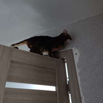 Корм сухой ROYAL CANIN Sterilised 37 400г для стерилизованных кошек: отзыв пользователя. Зоомагазин Зоозавр