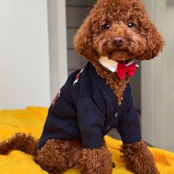 Джемпер для собак и кошек Зоозавр: отзыв пользователя. Зоомагазин Зоозавр