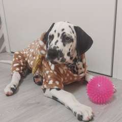 Фото отзыва 10499994