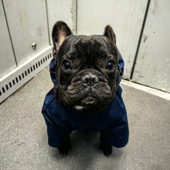 Дождевик-куртка для собак Зоозавр темно-синяя 45: отзыв пользователя. Зоомагазин Зоозавр