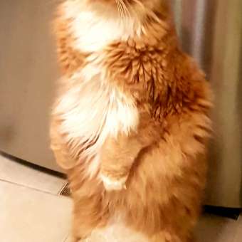 Корм для кошек ROYAL CANIN Мейн кун соус 85г: отзыв пользователя. Зоомагазин Зоозавр