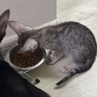 Корм сухой для котят ROYAL CANIN Kitten 2кг: отзыв пользователя. Зоомагазин Зоозавр