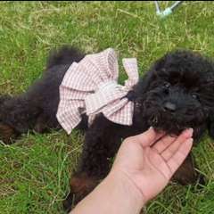 Фото отзыва 11263534