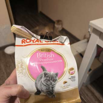 Корм сухой для котят ROYAL CANIN British Shorthair 400г породы британской короткошерстной: отзыв пользователя. Зоомагазин Зоозавр