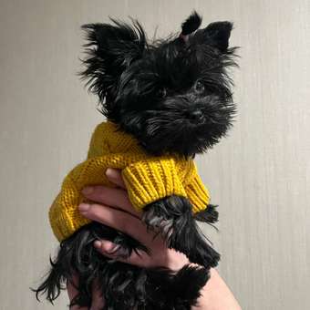 Корм для щенков ROYAL CANIN X-small Puppy миниатюрных пород 500г: отзыв пользователя. Зоомагазин Зоозавр