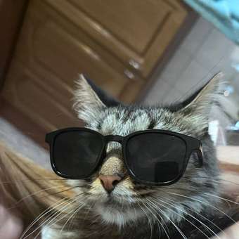 Очки для собак и кошек Зоозавр: отзыв пользователя. Зоомагазин Зоозавр