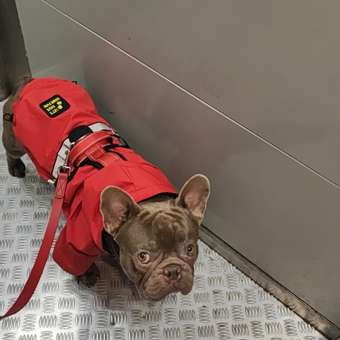 Куртка-дождевик для собак Зоозавр красная 50: отзыв пользователя. Зоомагазин Зоозавр