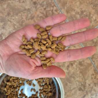 Корм сухой для кошек PRO PLAN 400г с лососем при стерилизации и кастрации: отзыв пользователя. Зоомагазин Зоозавр