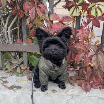 Куртка для собак и кошек Зоозавр: отзыв пользователя. Зоомагазин Зоозавр