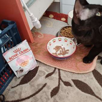 Корм сухой для котят ROYAL CANIN Kitten 1.2кг: отзыв пользователя. Зоомагазин Зоозавр
