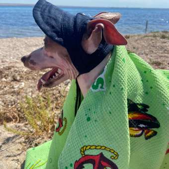 Кепка для собак Зоозавр: отзыв пользователя. Зоомагазин Зоозавр