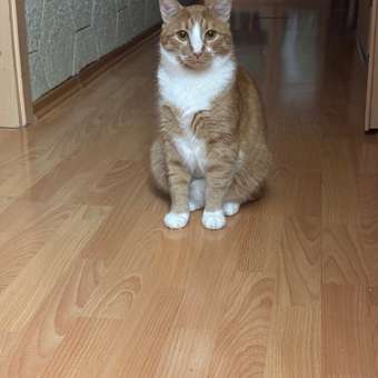 Корм сухой для кошек PRO PLAN DELICATE DIGESTION 1.5 кг с ягненком: отзыв пользователя. Зоомагазин Зоозавр