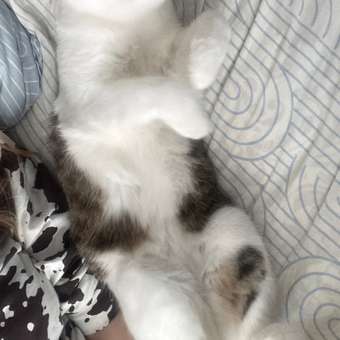 Корм сухой для кошек ROYAL CANIN Exigent Savour 400г привередливых к вкусу продукта: отзыв пользователя. Зоомагазин Зоозавр