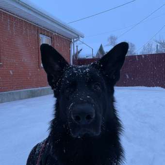 Корм для собак Pet-a-Pet 10кг средних и крупных пород с чувствительным пищеварением с белой рыбой: отзыв пользователя. Зоомагазин Зоозавр