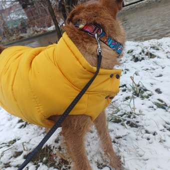 Жилет для собак и кошек Зоозавр: отзыв пользователя. Зоомагазин Зоозавр