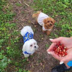 Фото отзыва 10130957