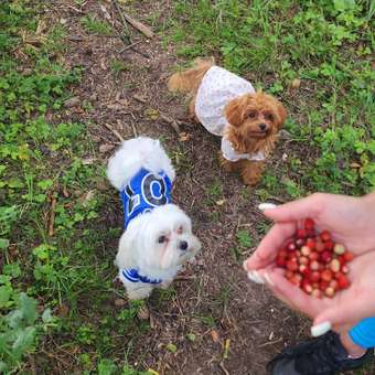 Платье для собак и кошек Зоозавр: отзыв пользователя. Зоомагазин Зоозавр