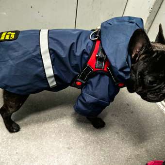 Дождевик-куртка для собак Зоозавр темно-синяя 45: отзыв пользователя. Зоомагазин Зоозавр