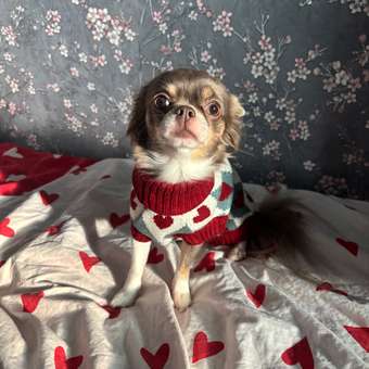 Джемпер для собак и кошек Зоозавр: отзыв пользователя. Зоомагазин Зоозавр