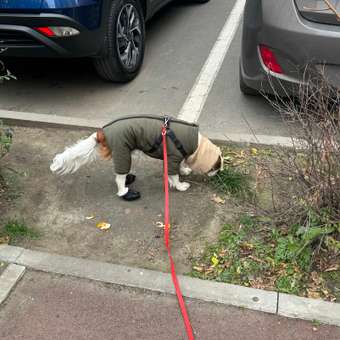 Комбинезон для собак и кошек Зоозавр: отзыв пользователя. Зоомагазин Зоозавр