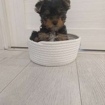 Корм для щенков ROYAL CANIN Yorkshire Terrier Puppy 500г: отзыв пользователя. Зоомагазин Зоозавр
