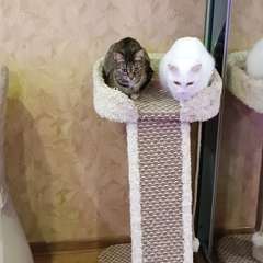 Фото отзыва 10761071