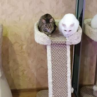 Наполнитель для кошек Pi-Pi-Bent Сенсация свежести комкующийся крафт 10кг: отзыв пользователя. Зоомагазин Зоозавр