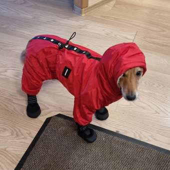 Комбинезон для собак и кошек Зоозавр: отзыв пользователя. Зоомагазин Зоозавр