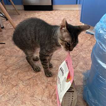 Корм для кошек Carnica 0,4кг с тунцом сухой: отзыв пользователя. Зоомагазин Зоозавр