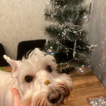 Корм для собак ROYAL CANIN пожилых мелких пород 4кг: отзыв пользователя. Зоомагазин Зоозавр