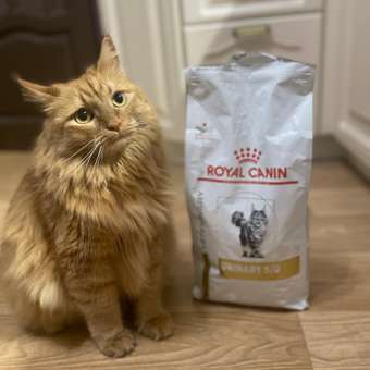 Корм для кошек ROYAL CANIN Veterinary Diet Urinary S/O LP34 Лечение и профилактика МКБ 1.5кг: отзыв пользователя. Зоомагазин Зоозавр