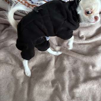 Комбинезон для собак Зоозавр: отзыв пользователя. Зоомагазин Зоозавр