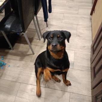 Лакомство для собак TITBIT Нога говяжья резаная 312 г: отзыв пользователя. Зоомагазин Зоозавр