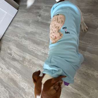 Толстовка для собак и кошек Зоозавр: отзыв пользователя. Зоомагазин Зоозавр