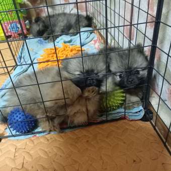 Корм для щенков ROYAL CANIN Starter мелких пород 3кг: отзыв пользователя. Зоомагазин Зоозавр