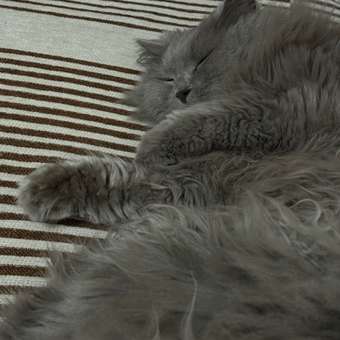 Корм сухой для кошек ROYAL CANIN Hair/Skin Care 400г для поддержания здоровья кожи и шерсти: отзыв пользователя. Зоомагазин Зоозавр