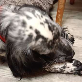 Игрушка для собак Barbaks Мяч Мозги с отверстием для лакомств 9см: отзыв пользователя. Зоомагазин Зоозавр