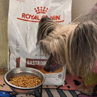 Корм для собак ROYAL CANIN Gastrointestinal low fat мелких пород 3кг: отзыв пользователя. Зоомагазин Зоозавр