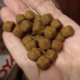 Корм для котят Royal Canin 400г Maine Coon породы мейн-кун: отзыв пользователя. Зоомагазин Зоозавр