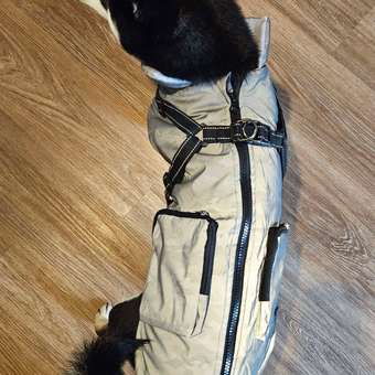 Жилет для собак и кошек Зоозавр: отзыв пользователя. Зоомагазин Зоозавр