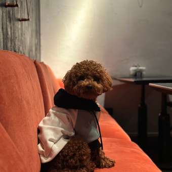 Толстовка для собак и кошек Зоозавр: отзыв пользователя. Зоомагазин Зоозавр