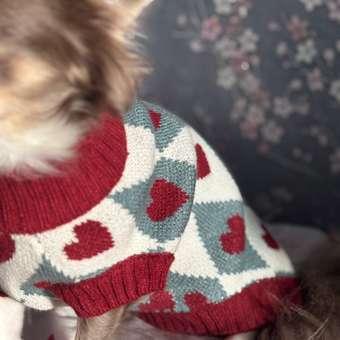 Джемпер для собак и кошек Зоозавр: отзыв пользователя. Зоомагазин Зоозавр